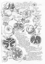 Laden Sie das Bild in den Galerie-Viewer, GRANATAPFEL, Druck