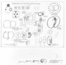 Laden Sie das Bild in den Galerie-Viewer, Lesebilder: Urkräftewirken in der menschlichen Keimesentwicklung. Blatt 31 der gelben Mappe